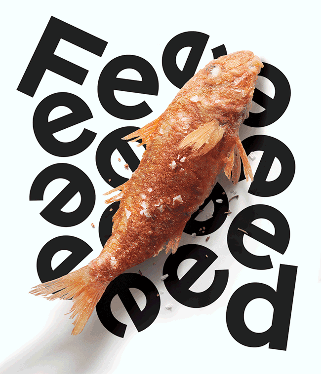 Feed Magazine identity